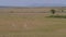 Herd Thompson Gazelle Grazing In A Green Field African Savannah