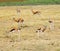 Herd of Thomson Gazelle in photogenic grouping Amboseli National Park Kenya Africa