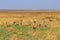 Herd of Thomson`s gazelle Eudorcas thomsonii in Serengeti National Park in Tanzania