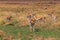 Herd of Thomson`s gazelle Eudorcas thomsonii in Serengeti National Park in Tanzania