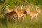 Herd of Thomson\'s Gazelles in Masai Mara, Kenya