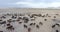 Herd of thoroughbred horses. Horse herd run fast in desert dust against dramatic sunset sky. wild horses