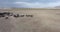 Herd of thoroughbred horses. Horse herd run fast in desert dust against dramatic sunset sky. wild horses