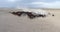 Herd of thoroughbred horses. Horse herd run fast in desert dust against dramatic sunset sky. wild horses