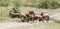 A herd of Topi antelopes drinking water