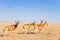 Herd of topis pasturing in Kenyan savannah, Africa