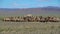A herd of two-humped camels lie on the background of the mountains of Mongolia