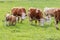 Herd of typical hungarian multicolored cattle breed on pasture in springtime