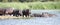 Herd of uneven-aged hippos sunbathe and digest their food on a sandy island