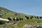 Herd of Valais Blackneck goats