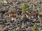 Herd of very rare walia ibex, Capra walie in high in the mountains of Simien mountains national park, Ethiopia