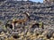 Herd of very rare walia ibex, Capra walie in high in the mountains of Simien mountains national park, Ethiopia