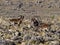 Herd of very rare walia ibex, Capra walie in high in the mountains of Simien mountains national park, Ethiopia