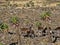 A herd of very rare walia ibex, Capra walie in high in the mountains of Simien mountains national park, Ethiopia