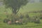 Herd of vicugna, or vicuna, relaxing in grassland