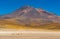 Herd of Vicuna, Atacama Desert, Chile