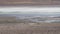 Herd of vicuna, Lama vicugna, grazing along the lagoon route