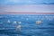 Herd of vicuna`s on altiplano lagoon