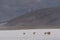 A herd of vicuna walking away from the viewer on a dry salt pan on the Peruvian altiplano