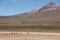 A herd of Vicunas on the Altiplano