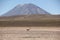 A herd of Vicunas on the Altiplano