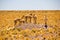 Herd of Vicunas on small hill in pampas / Chile / Atacama