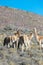 Herd of vicuÃ±as in Cerro Hornocal in Jujuy, Argentina