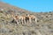 Herd of vicuÃ±as in Cerro Hornocal in Jujuy, Argentina