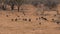 Herd Of Vulturine Guineafowl Looking For Food In The Desert Among The Shrubs