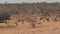 Herd Of Vulturine Guineafowl Looking For Food In The Desert Among The Shrubs