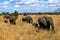 Herd of walking elephants in the Kruger national park in South Africa