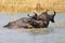 Herd of water buffalo Bubalus bubalis swimming in lake