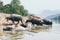 Herd of water buffalo standing at the waterfront near Nong Khiaw village, Laos