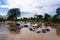 A herd of water buffaloes bathe in a pond. beautiful blue sky. Sri Lanka