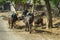 herd of water buffaloes on streets of Indian villages