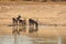 Herd of Waterbuck