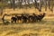 Herd of Waterbuck