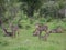 A Herd of Waterbuck in Madikwe, South Africa