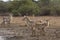 Herd of waterbucks the riverbank, kruger, ZA