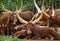 Herd of watusi cattle
