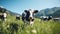A herd of well-groomed, beautiful, healthy cows graze on a green meadow in the mountains. Modern farm life