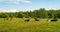 A herd of well groomed cows lies and rests on a meadow in the woods