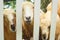 Herd of well-groomed cute sheep on a farm