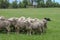 Herd of wet dirty sheep in a green field with fence and water tank and herding dog lying on ground watching them