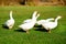 The herd of white adult geese grazing at the countryside on the