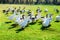 The herd of white adult geese grazing at the countryside on the