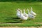 The herd of white adult geese grazing at the countryside on the farm on a green grove