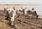 A herd of white African cows, Zebu, Senegal, Africa