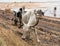 A herd of white African cows, Zebu, Senegal, Africa