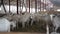 Herd of white bearded dairy goats in stable indoors chewing hay walking in slow motion. Many farm animals in barnyard on